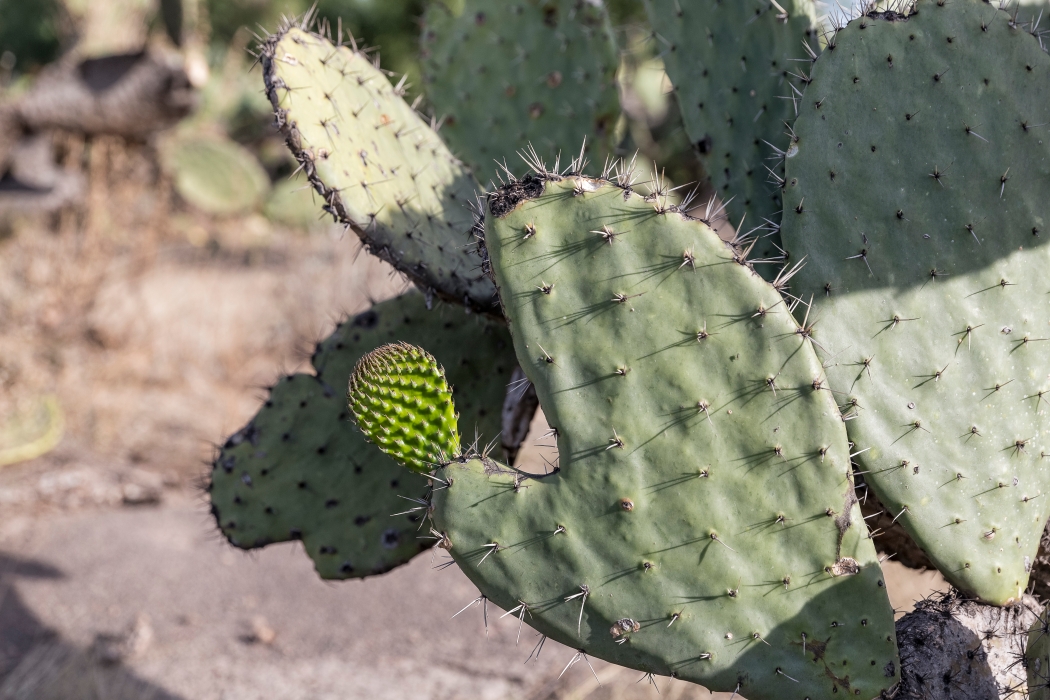 07/04/2014-Puebla(Mexique)-Sur la route-->Cactus