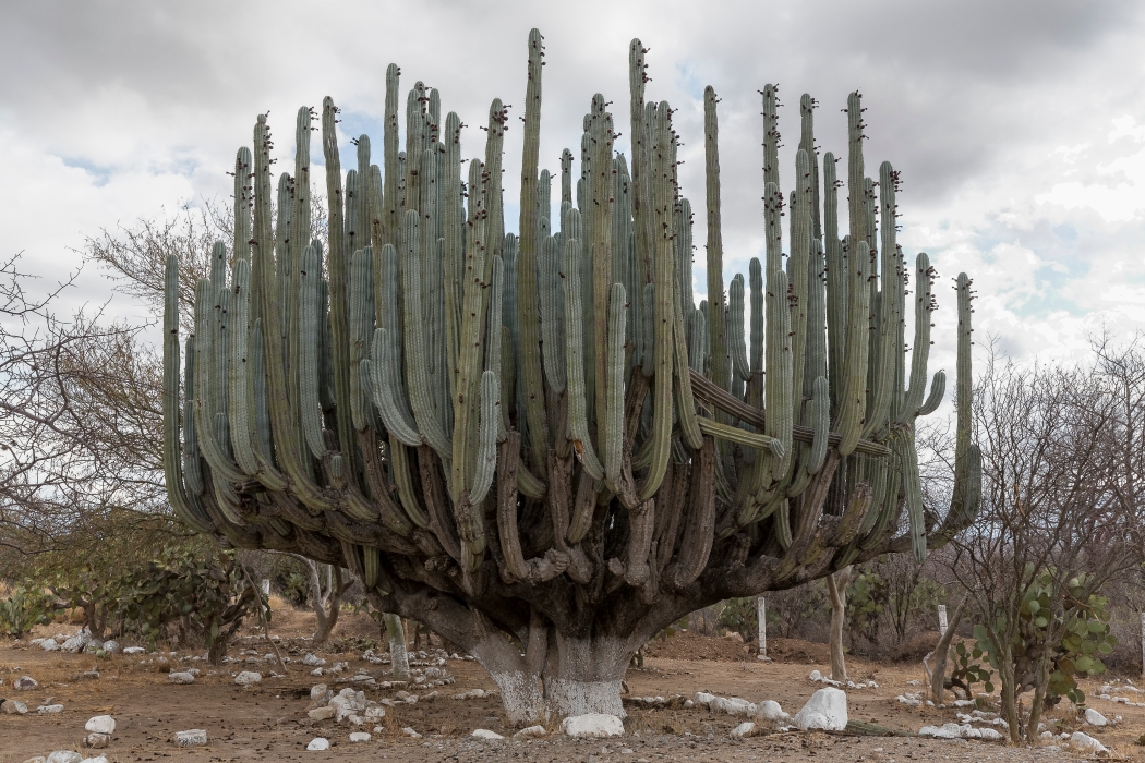 08/04/2014-Oaxaca(Mexique)-Sur la route