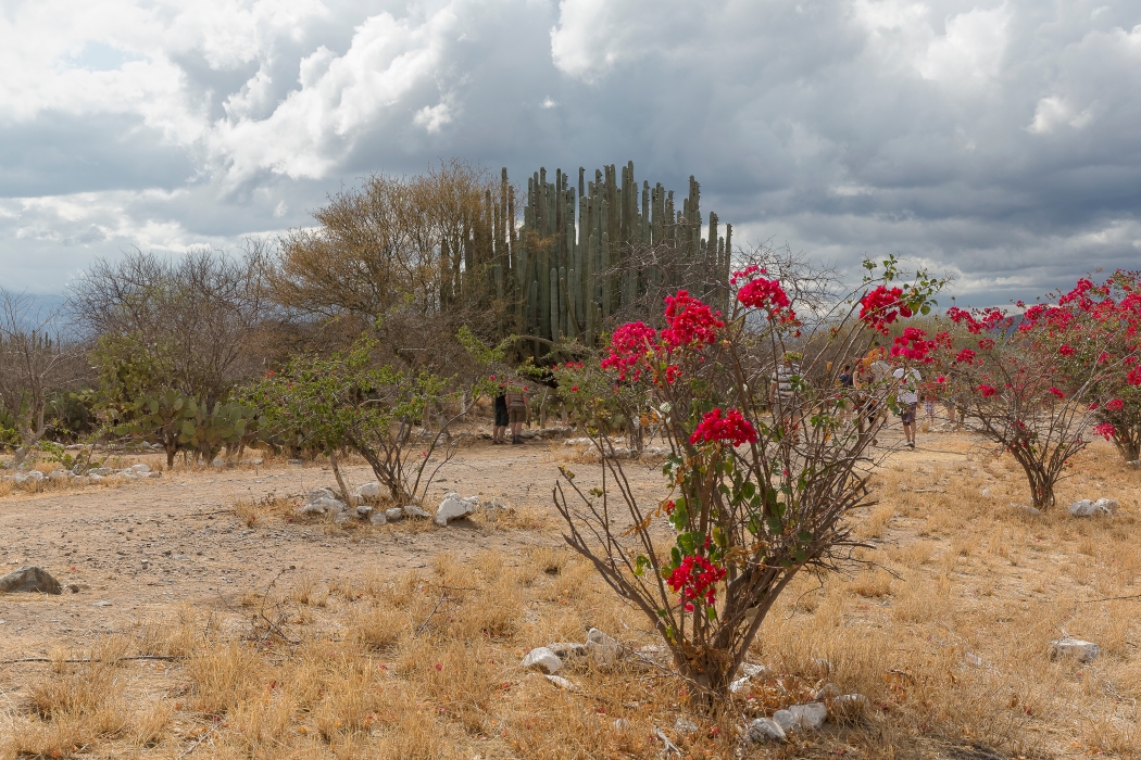 08/04/2014-Oaxaca(Mexique)-Sur la route