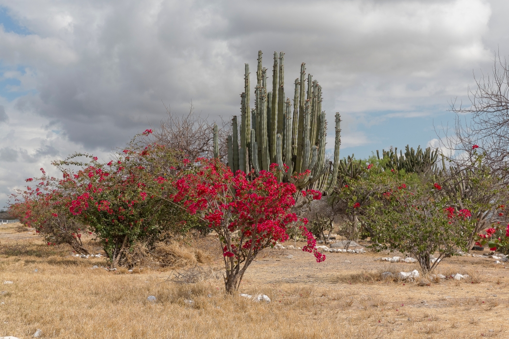 08/04/2014-Oaxaca(Mexique)-Sur la route