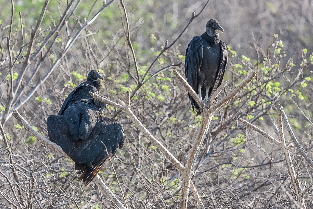 10/04/2014-San Cristobal-Canyon de Sumidero-->Des vautours
