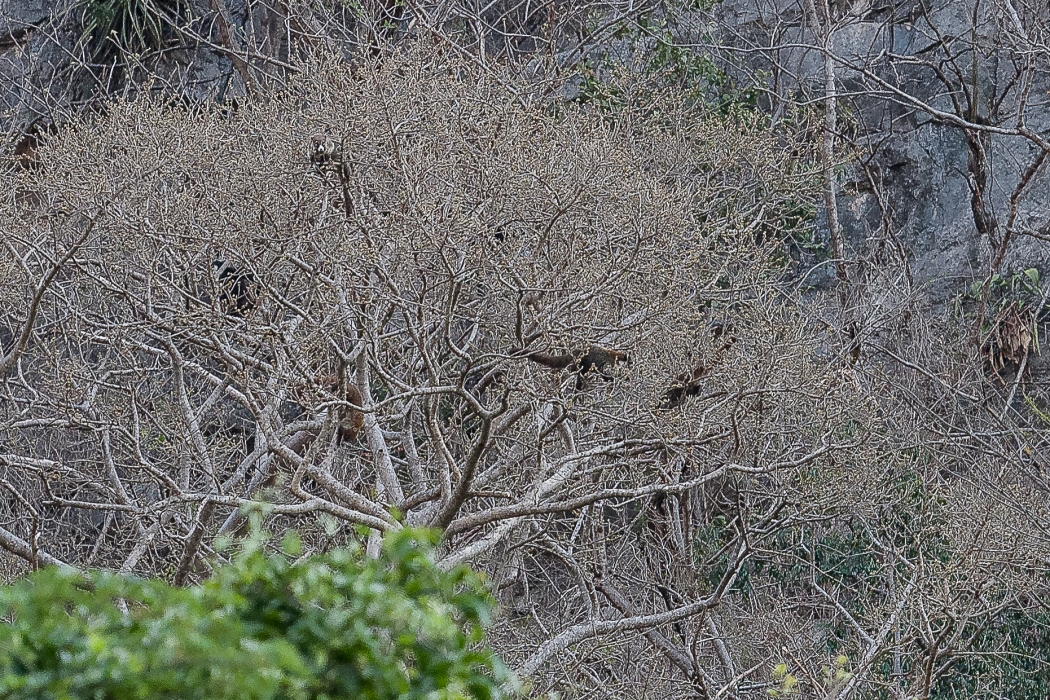 10/04/2014-San Cristobal-Canyon de Sumidero