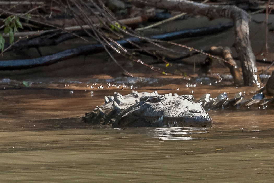 10/04/2014-San Cristobal-Canyon de Sumidero-->Un crocodile