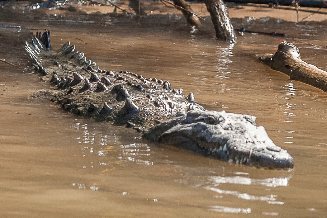 10/04/2014-San Cristobal-Canyon de Sumidero-->Un crocodile