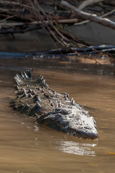 10/04/2014-San Cristobal-Canyon de Sumidero-->Un crocodile