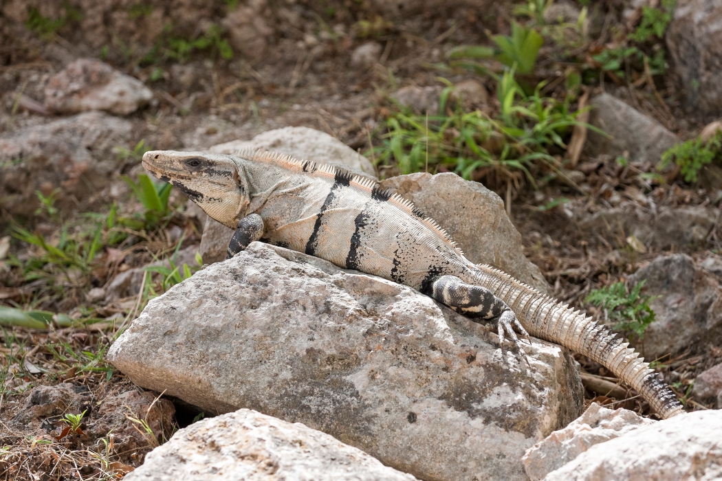 13/04/2014-Uxmal(Mexique)-Le site-->Iguane