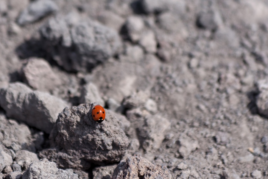 201009-Sicile-2109-p3.jpg - 21/09/2010-Etna(Sicile)-Arrivée sur le site-->Coccinelle