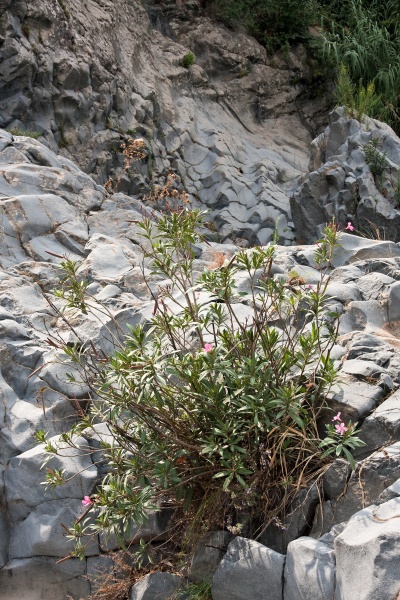 201009-Sicile-4012-p4.jpg - 22/09/2010-Gorges de l'Alcamthara(Sicile)