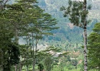 20120413-5518-p4  14/04/2012-Nuwara Eliya(Sri Lanka)-Plantation de thé