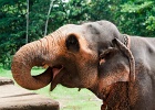 Orphelinat d'éléphants