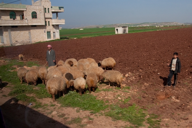 20090312-6101-p4.jpg - 13/03/2009-Syrie-Cite romain d'Apamée-->Sur la route