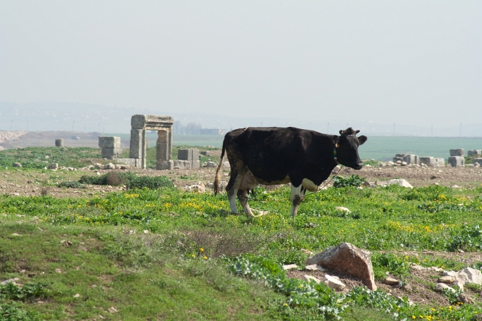 20090312-6111-p3.jpg - 13/03/2009-Syrie-Cite romain d'Apamée