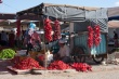 201008Tunisie-6031-p4