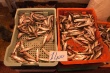 201008Tunisie-6049-p4
