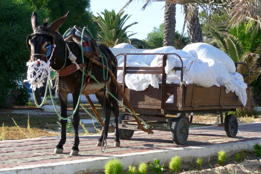 201008Tunisie-8006-pz.jpg - 2010/08-Nabeul (Tunise) - L'hotel