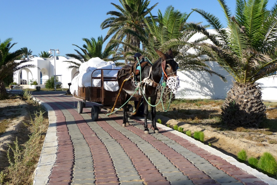 201008Tunisie-8008-pz.jpg - 2010/08-Nabeul (Tunise) - L'hotel
