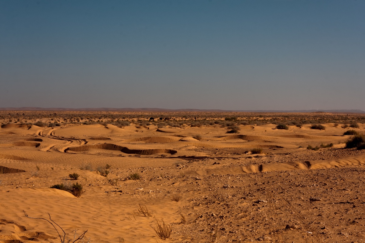 20121109-2102-p4.jpg - 09/11/2012-Route de Ksar Ghilane (Tunisie)-Sur la route