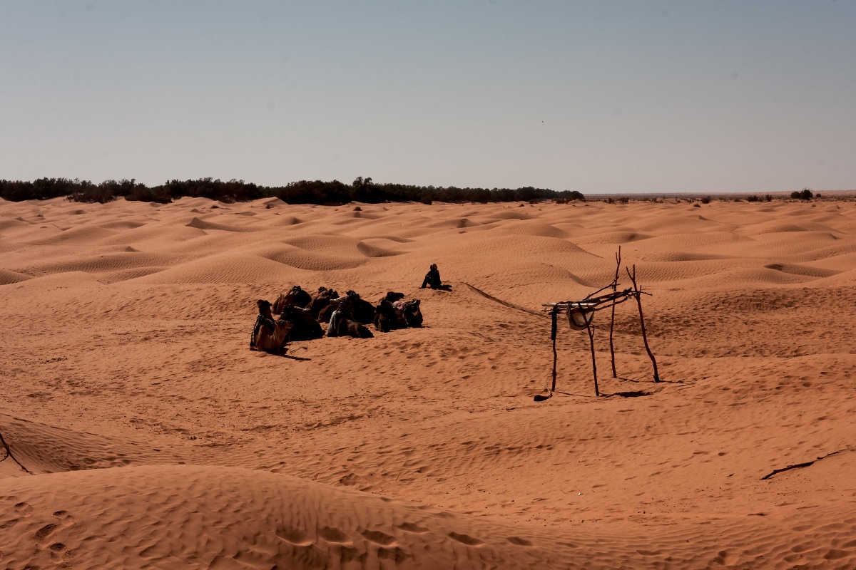 20121109-2225-p4.jpg - 09/11/2012-Ksar Guilane (Tunisie)-Promenade en dromadaire