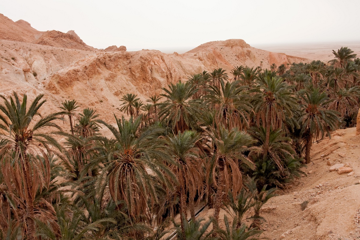 20121112-5102-p4.jpg - 12/11/2012-Chébika(Tunisie)-L'oasis de montagne