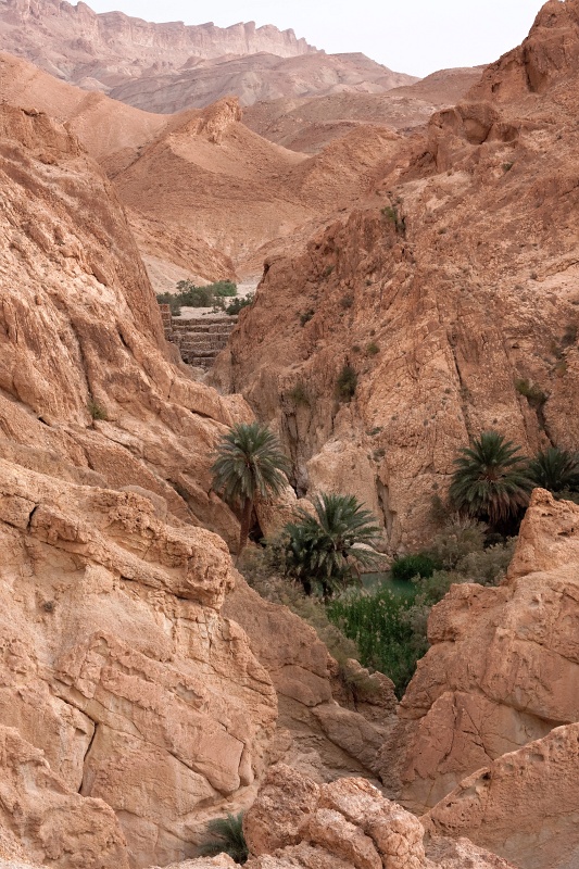 20121112-5105-p4.jpg - 12/11/2012-Chébika(Tunisie)-L'oasis de montagne
