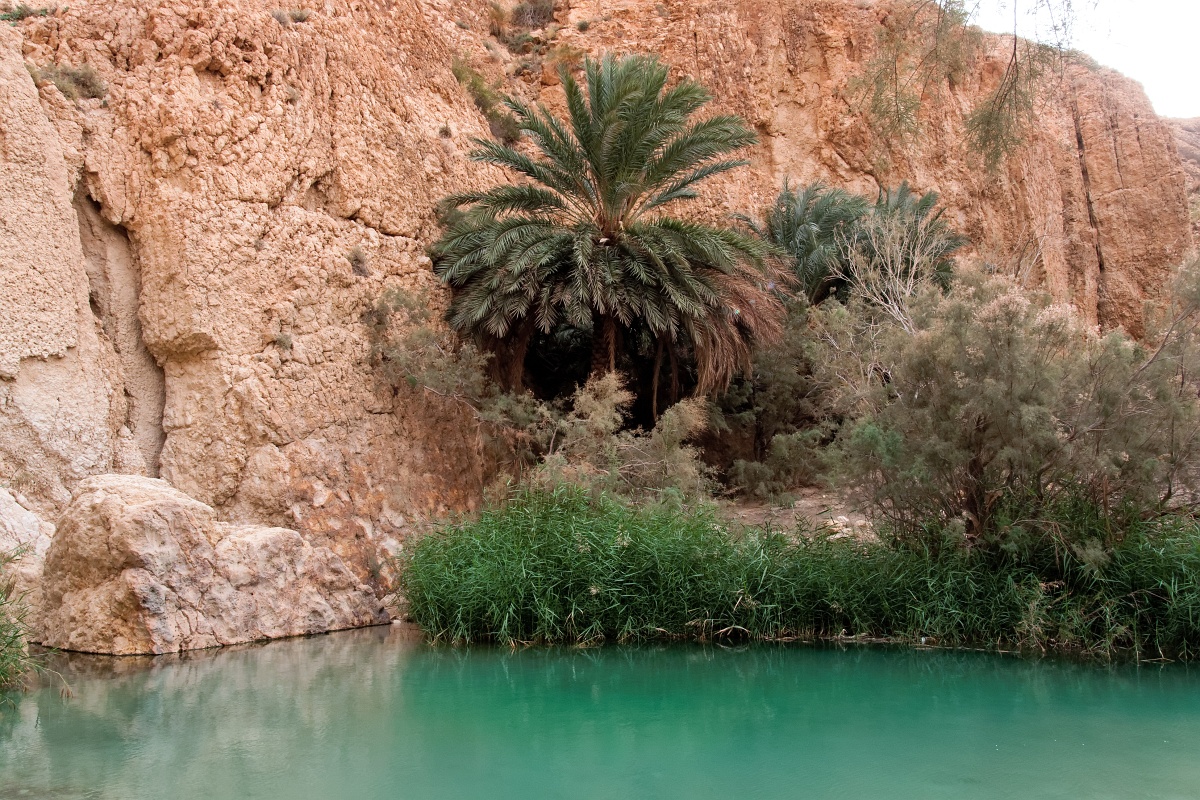 20121112-5115-p4.jpg - 12/11/2012-Chébika(Tunisie)-L'oasis de montagne