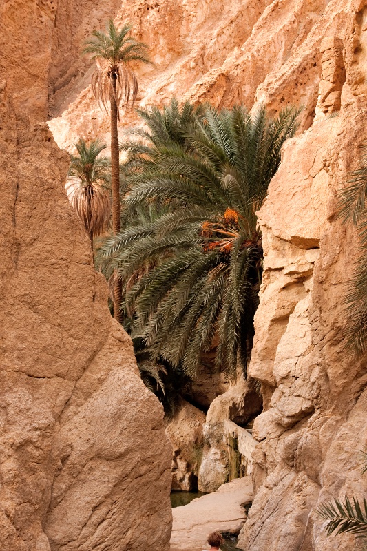 20121112-5118-p4.jpg - 12/11/2012-Chébika(Tunisie)-L'oasis de montagne