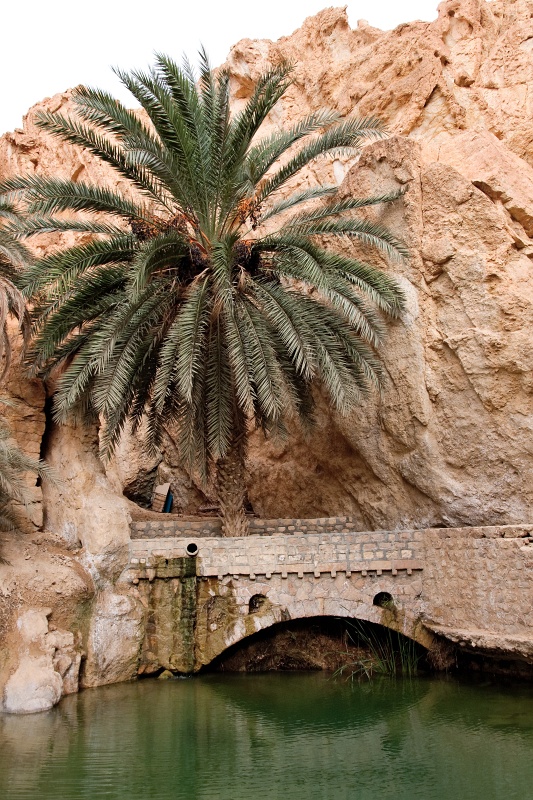 20121112-5121-p4.jpg - 12/11/2012-Chébika(Tunisie)-L'oasis de montagne