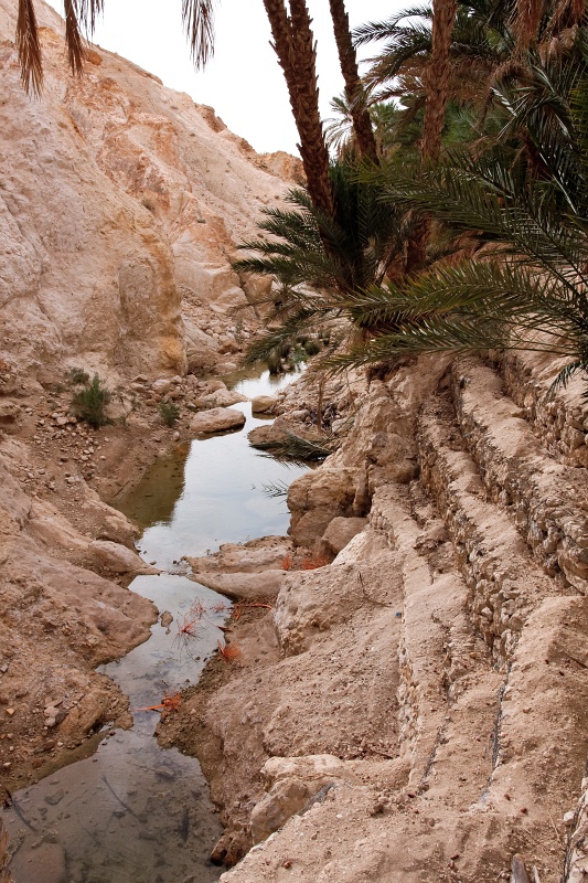 20121112-5122-p4.jpg - 12/11/2012-Chébika(Tunisie)-L'oasis de montagne